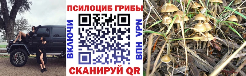 Псилоцибиновые грибы Psilocybe  наркота  Липецк 